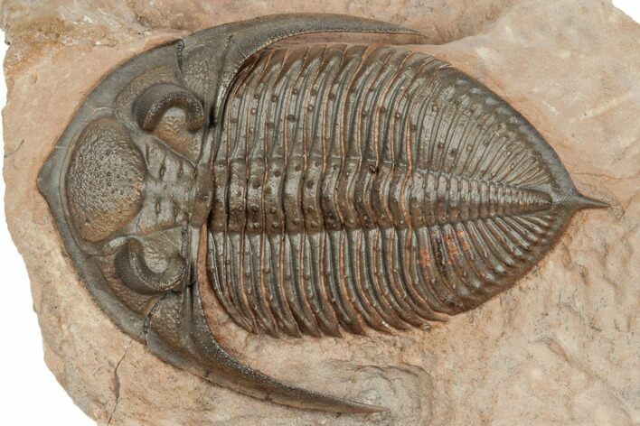 Beautiful Zlichovaspis Trilobite - Lghaft, Morocco #196634